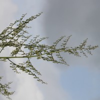 Furcraea foetida (L.) Haw.